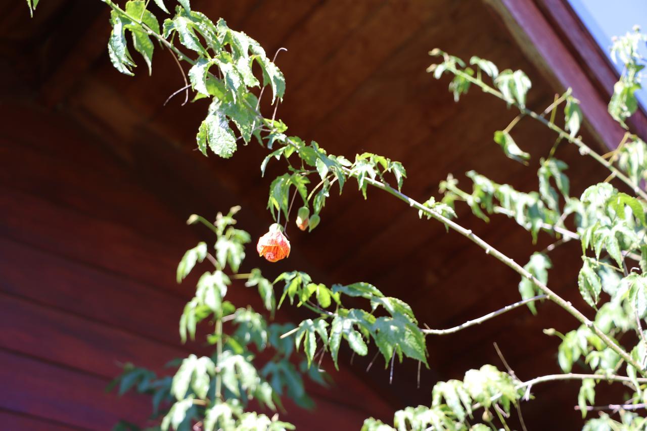 Cabanas Paihuen 普孔 外观 照片